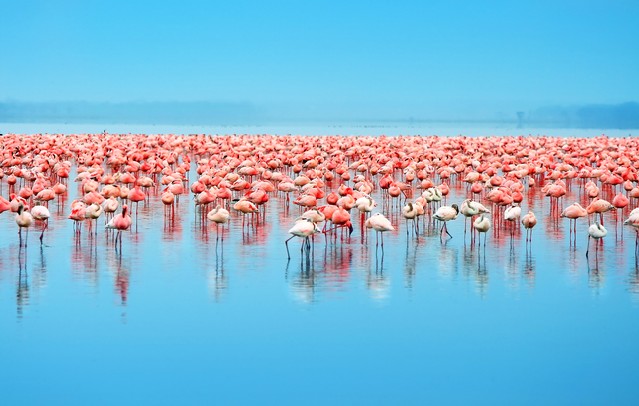 Flocks of flamingo. Africa. Kenya. Lake Nakuru