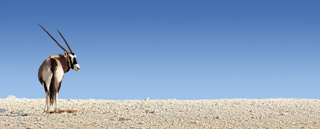 Gemsbok on white rocky soil ( Oryx gazella) - Kalahari - South Africa