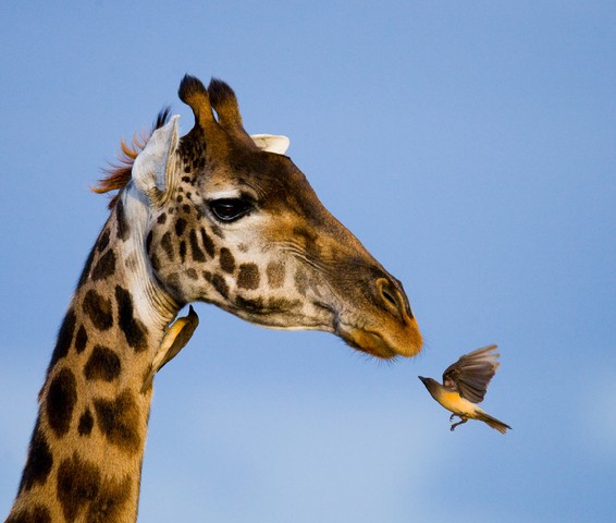 Giraffe and Bird. Giraffe and Oxpecker