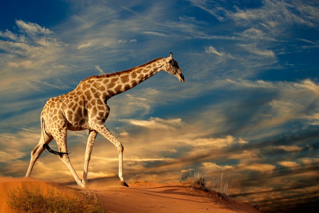 Giraffe (Giraffa camelopardalis) walking on a sand dune with clouds, South Africa