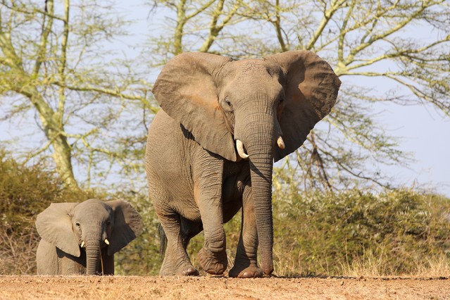 Herd of African elephants on the move with red sand and fever trees