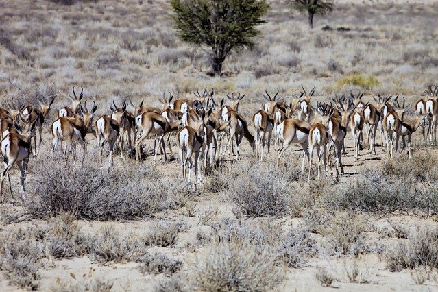 Herd of Springbok, Antidorcas marsupialis, Kalahari, South Africa