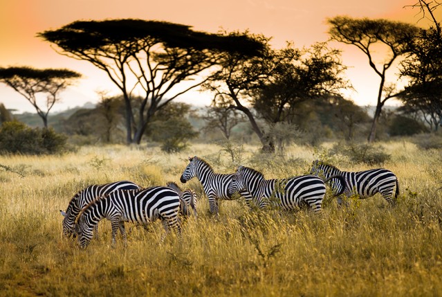 Herd of zebras on the african savannah