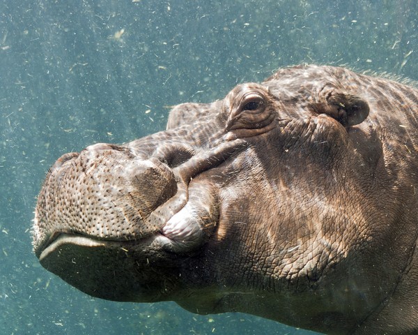 Hippopotamus underwater