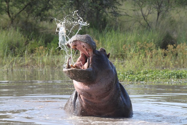 Hippopotamus2