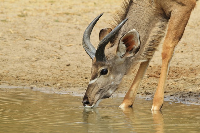 Kudu Antelope - African Wildlife Background - Elegance through Innocence and Color