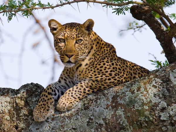 Leopard on the tree. Tanzania. Serengeti
