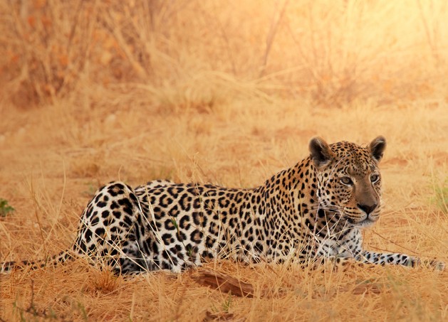 Leopard