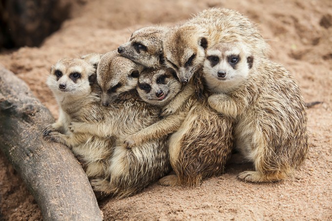 Meerkat Family are sunbathing
