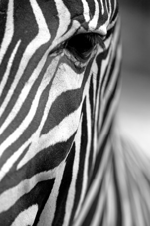 Monochromatic image of a the face of a Grevy's zebra close up. Vertically