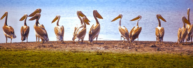 Pelican row by water