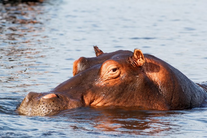 Portrait of Hippo Hippopotamus Hippopotamus. Chobe National Park, Botswana. True wildlife photography