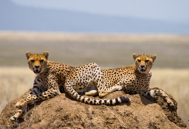 Serengeti National Park. Two cheetahs in the savannah