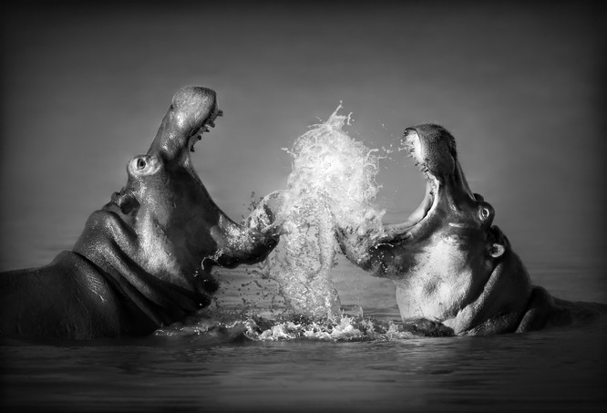 Shutterstock 61480717