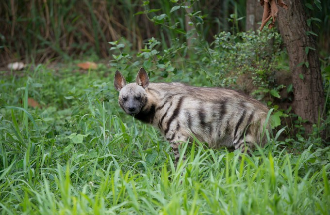 Striped hyena, the african wildlife