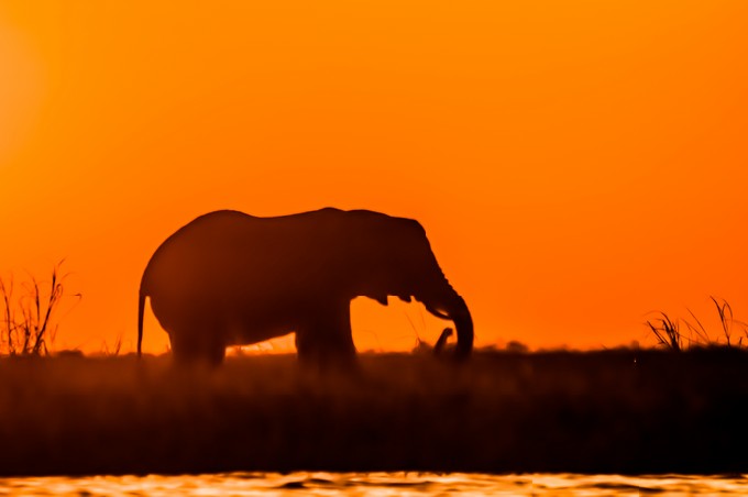 The silhouette of an elephant as it is feeding on island in the river