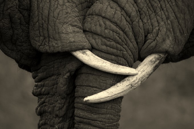 This amazing photo of two elephants interacting was taken on safari in Africa. The black and white conversion enhanced the feel