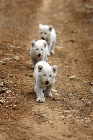 Three very young baby white lion walks towards the camera