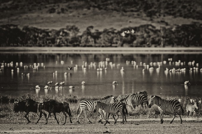 Vintage style black and white image of Zebras and wildebeests walking beside the lake in the Ngorongoro Crater, Tanzania, flamingos in the background