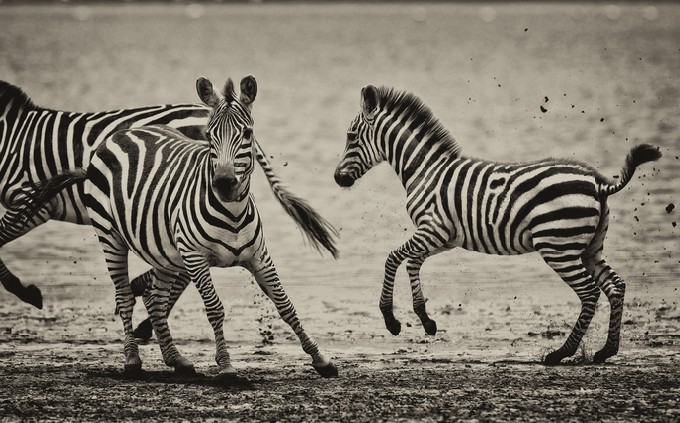 Vintage style black and white image of zebras in the Serengeti National Park, Tanzania,