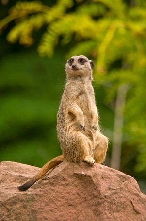 Watchful meerkat standing in alert