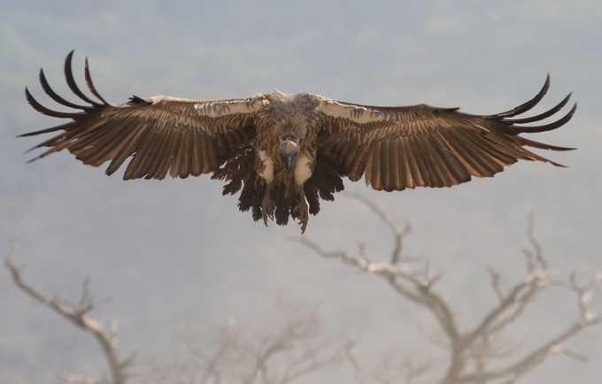 White Backed Vulture (Gyps africanus) in flight, South Africa