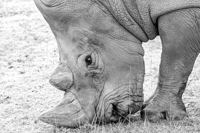White rhinoceros (Ceratotherium simum) grazing