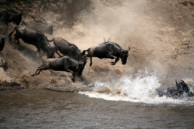 Wildebeest Leap of Faith into the Mara River (Masai Mara; Kenya)