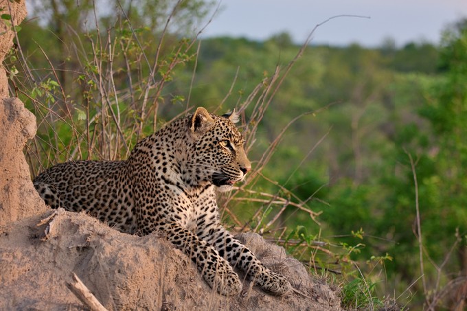 Young adult male leopard on a termite mound in Sabi Sand nature reserve, South Africa