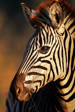 Zebra (Equus burchell's) portrait close-up - Kruger National park (South Africa)