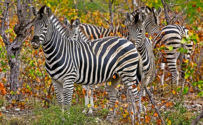 Zebras in Kruger National Park, South Africa